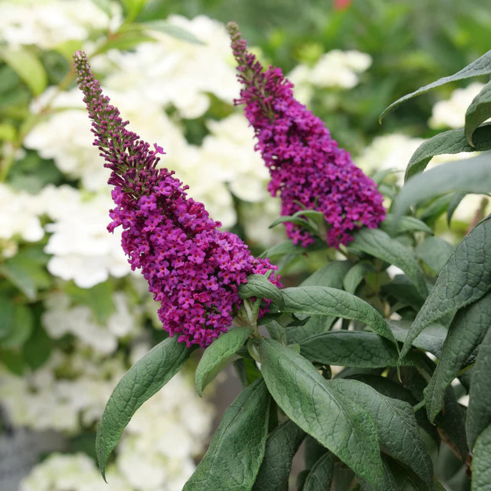 Pugster Pico Punch Butterfly Bush