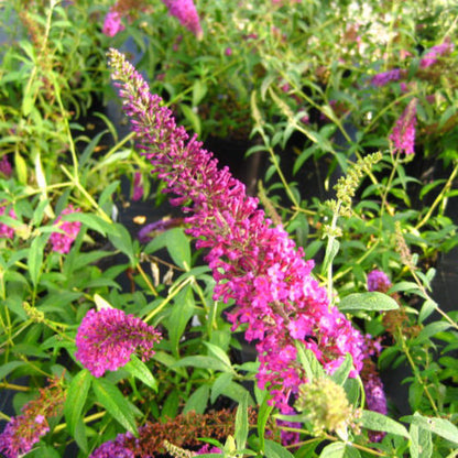 Attraction Butterfly Bush