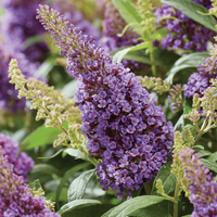 Li'l Llavender  Butterfly Bush