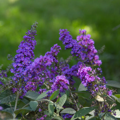 Blue Chip Jr. Butterfly Bush (Low and Behold Variety)