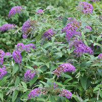 Lo & Behold 'Purple Haze' Butterfly Bush Buddleia