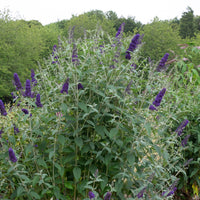 Buddleja davidii Griffin Blue flowering shrub close-up view