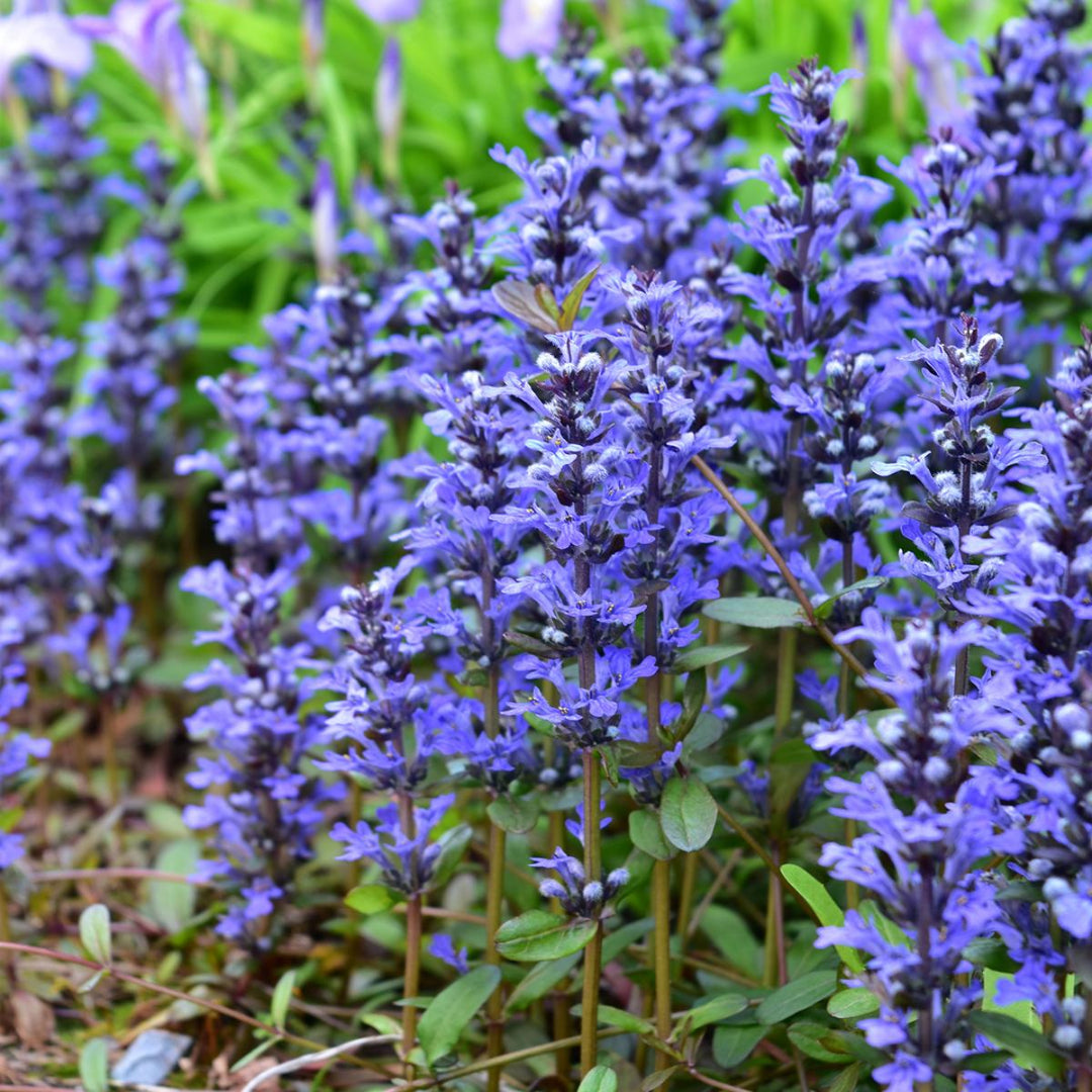 Chocolate Chip Bugleweed - [EG]