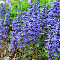 Chocolate Chip Bugleweed - [EG]