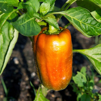 Heirloom Pepper