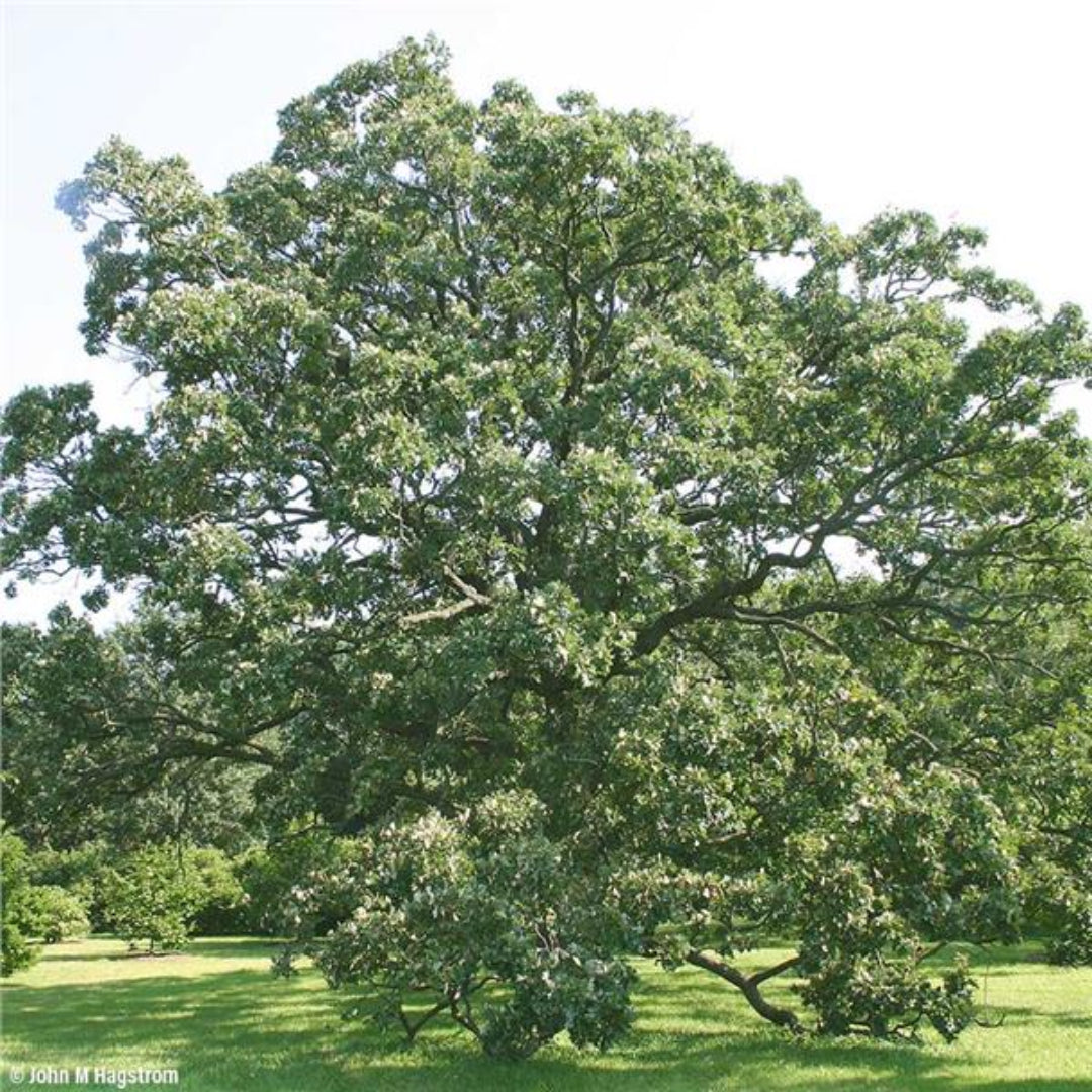 Bur Oak- Large Masculine Tree