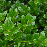 Dwarf Burford Holly