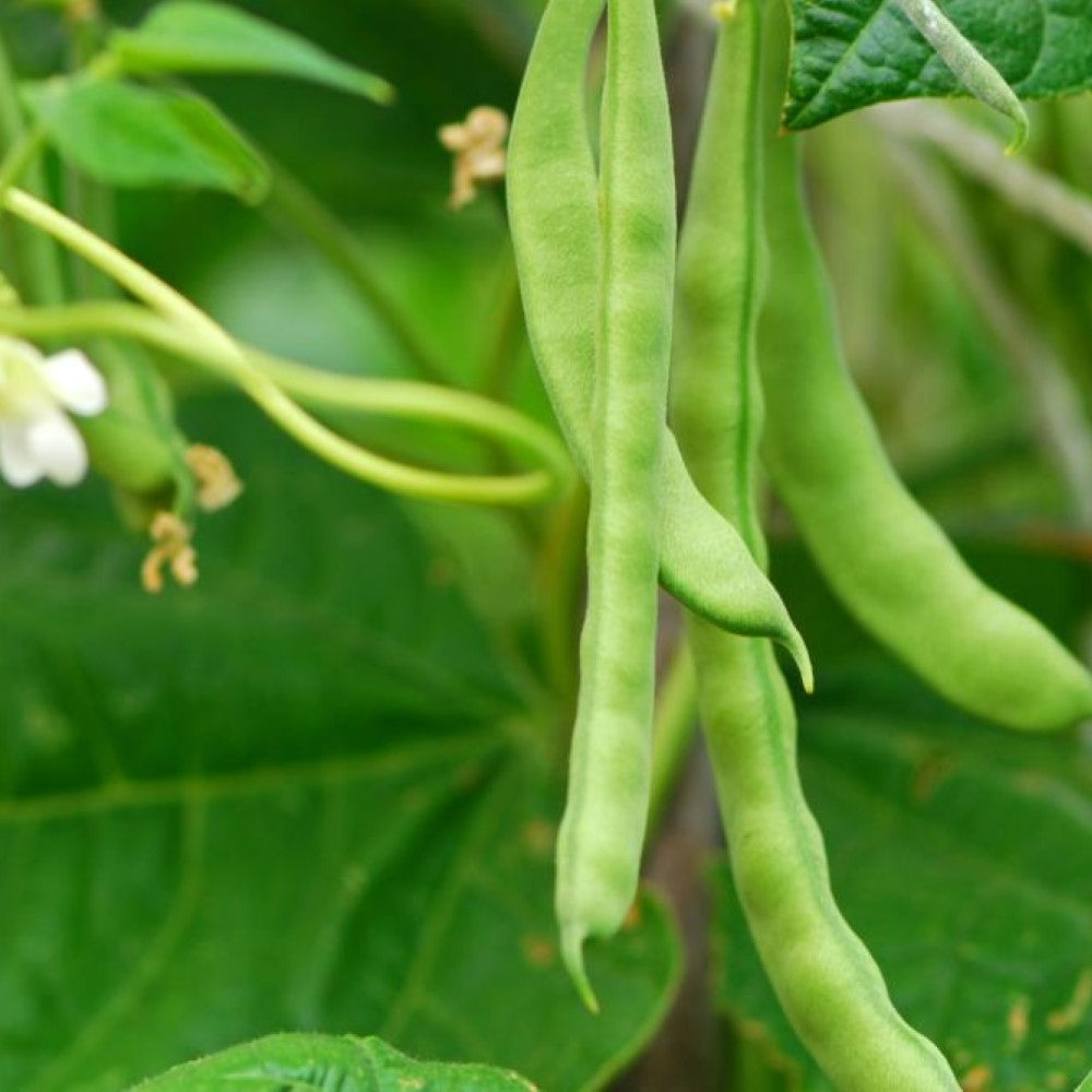 Bush Beans