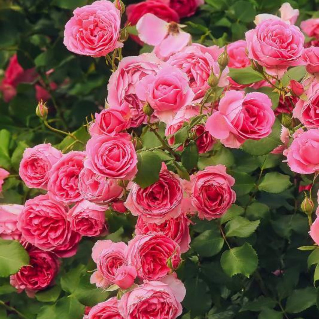 Peggy Martin Rose Shrub