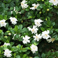 Echo Swan Princess Gardenia