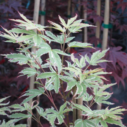 Butterfly Japanese Maple