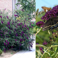 Black Knight' Butterfly Bush