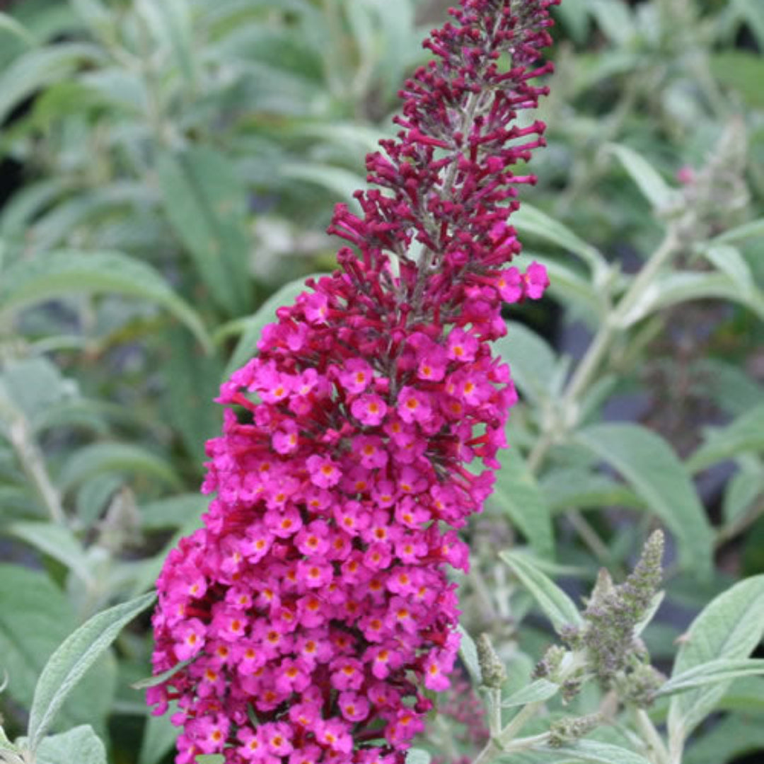 Buddleia CranRazz Butterfly Bush