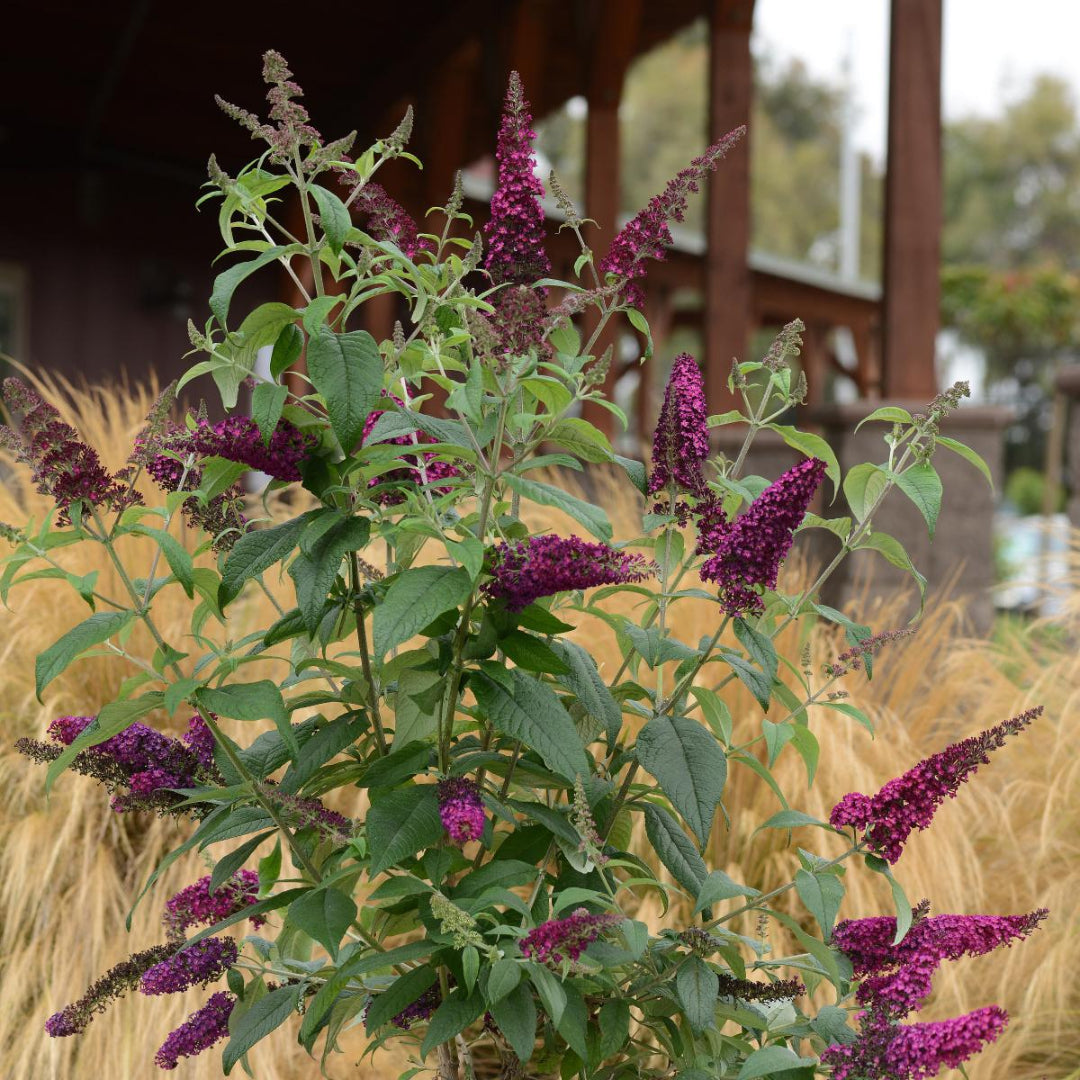 Buddleia CranRazz Butterfly Bush