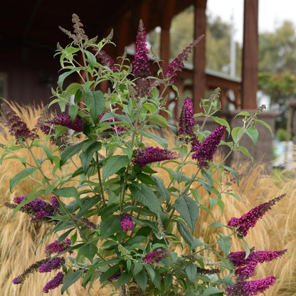 Buddleia CranRazz Butterfly Bush