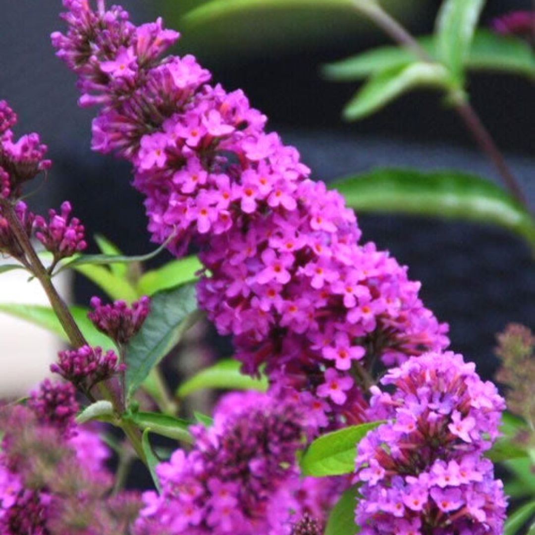 Tutti Frutti Butterfly Bush