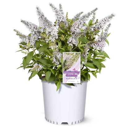 Coconut Butterfly Bush