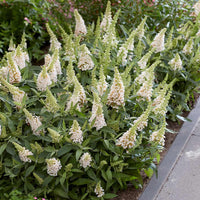 Coconut Butterfly Bush