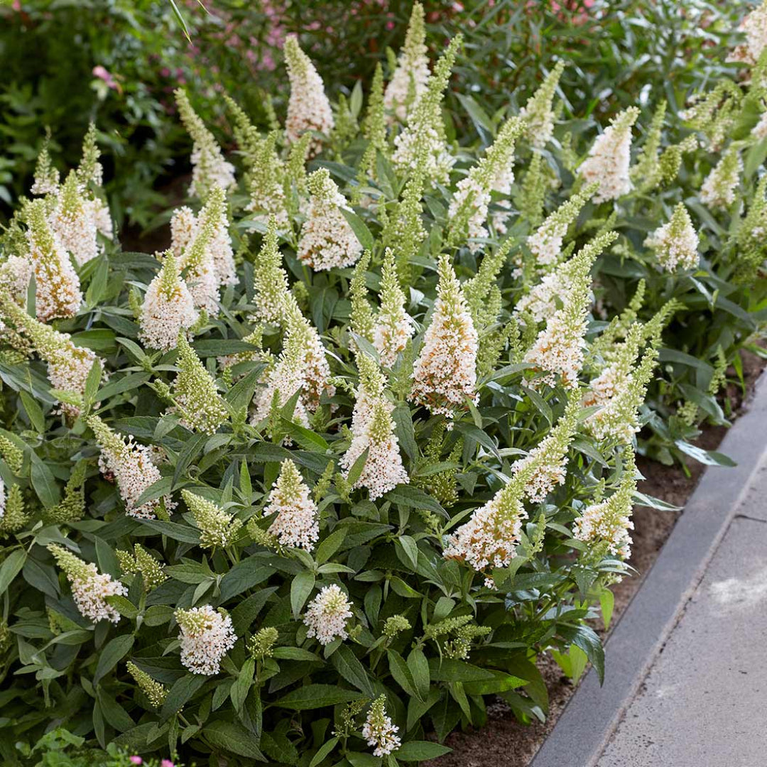 White Butterfly Bush