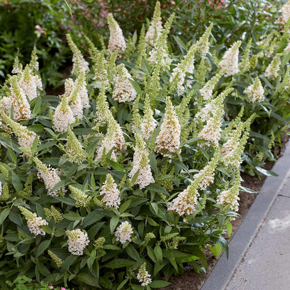 White Butterfly Bush