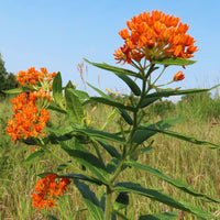 Native Butterfly Weed with vibrant orange flowers and pollinators