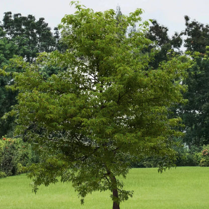 Butterfly Japanese Maple
