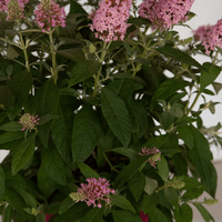 Li'l Taffy Butterfly Bush