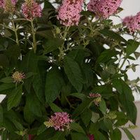 Li'l Taffy Butterfly Bush