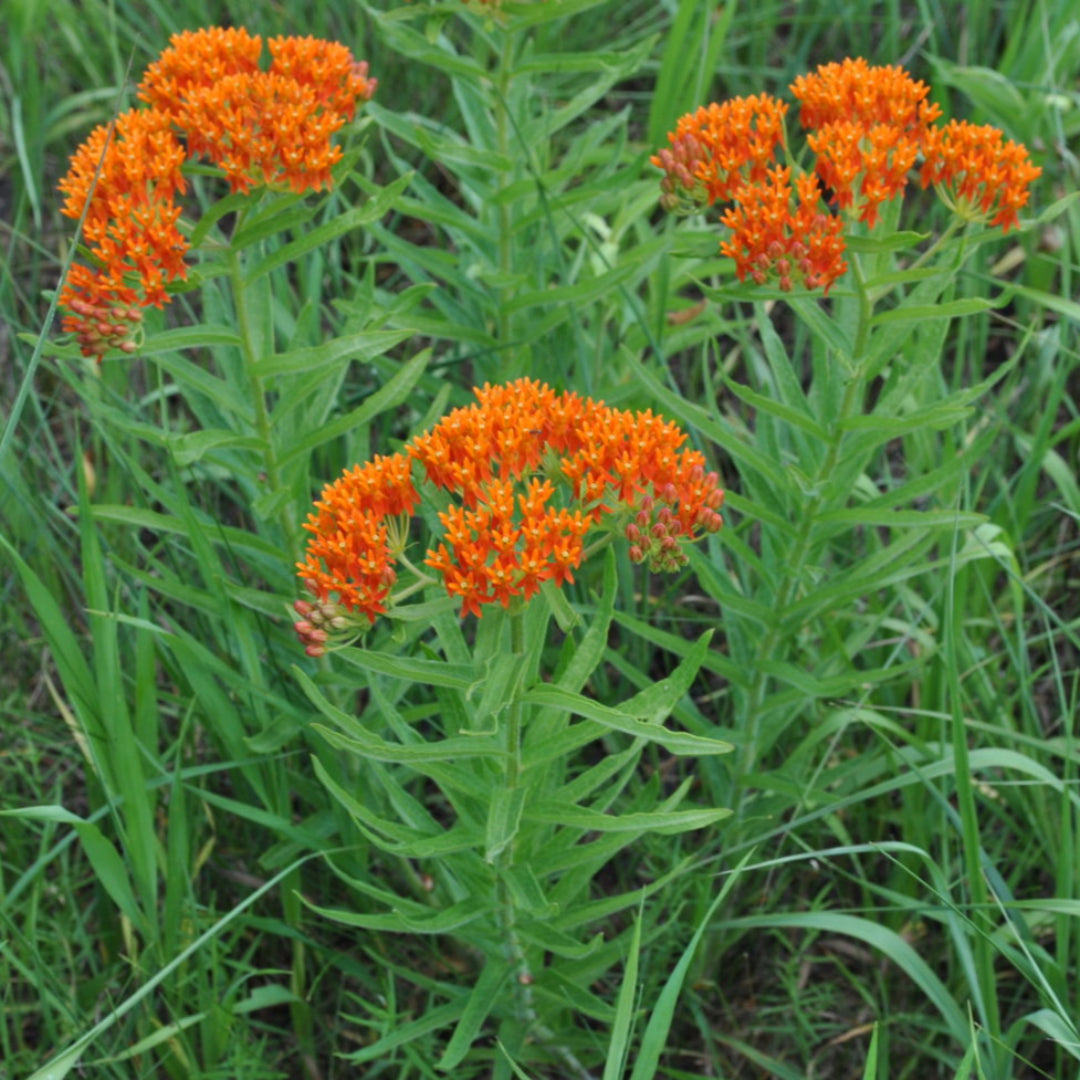 Asclepias Tuberosa Butterfly Weed - [EG]