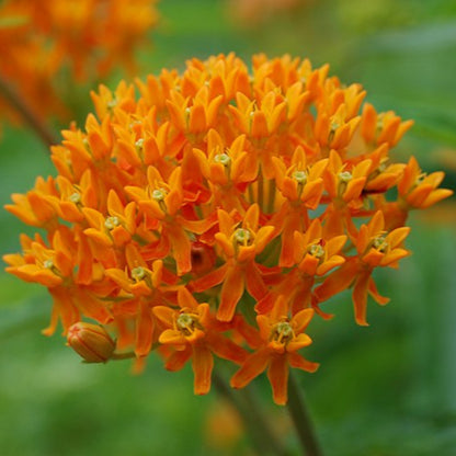 Asclepias Tuberosa Butterfly Weed - [EG]