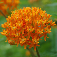 Flat-topped umbel of Butterfly Weed showing clusters of orange blooms