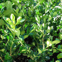 Baby Jade Boxwood