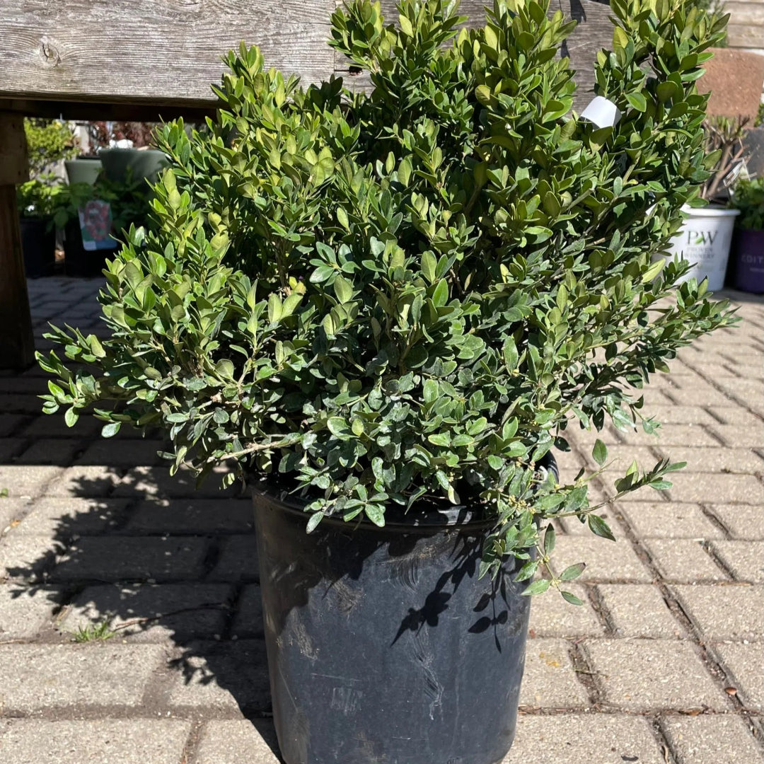Chicagoland Green Boxwood