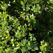 Chicagoland Green Boxwood