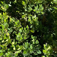Chicagoland Green Boxwood