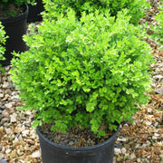 Dwarf Franklin's Gem Boxwood
