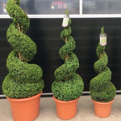 Topiary Boxus Semp Spiral