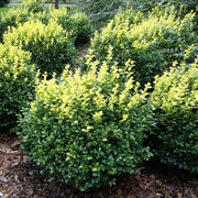Dee Runk Boxwood