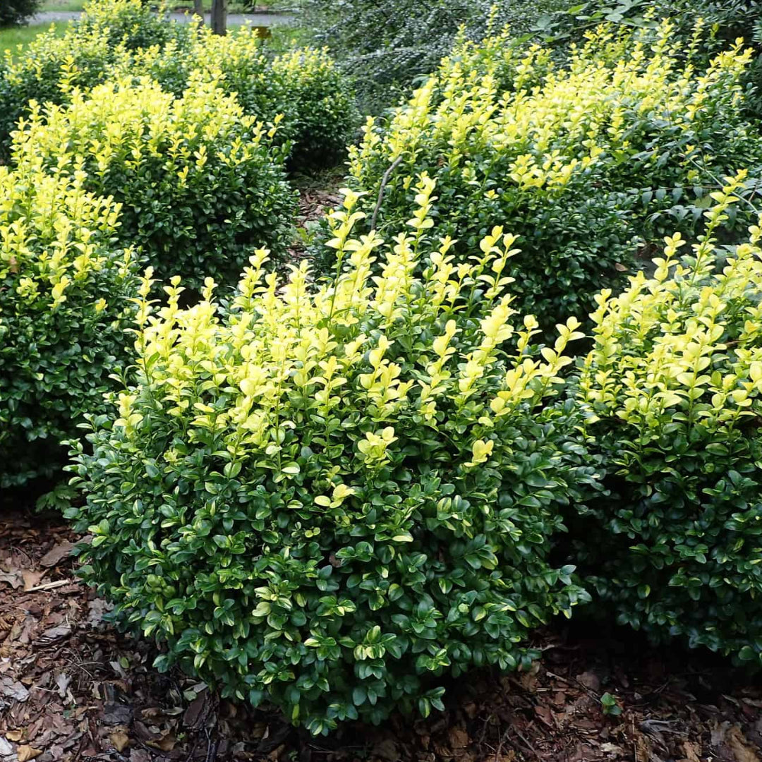 Dee Runk Boxwood