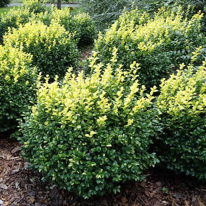 Dee Runk Boxwood
