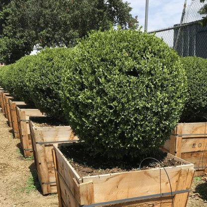 Skyline Boxwood
