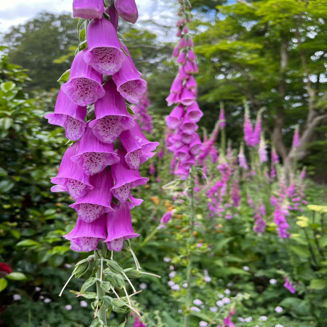 Digitalis Purpurea &