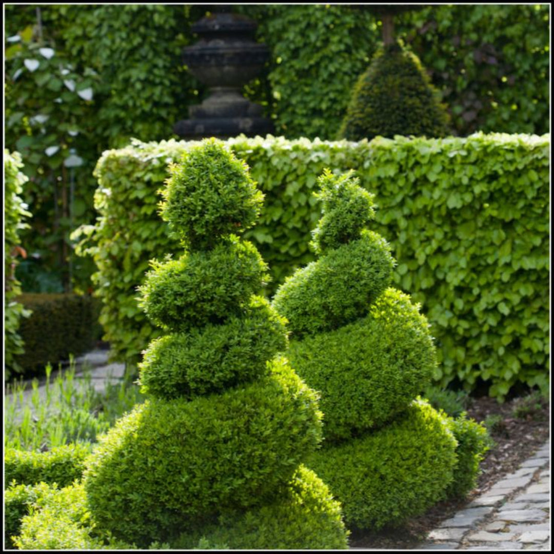Topiary Boxus Semp Spiral