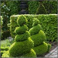 Topiary Boxus Semp Spiral