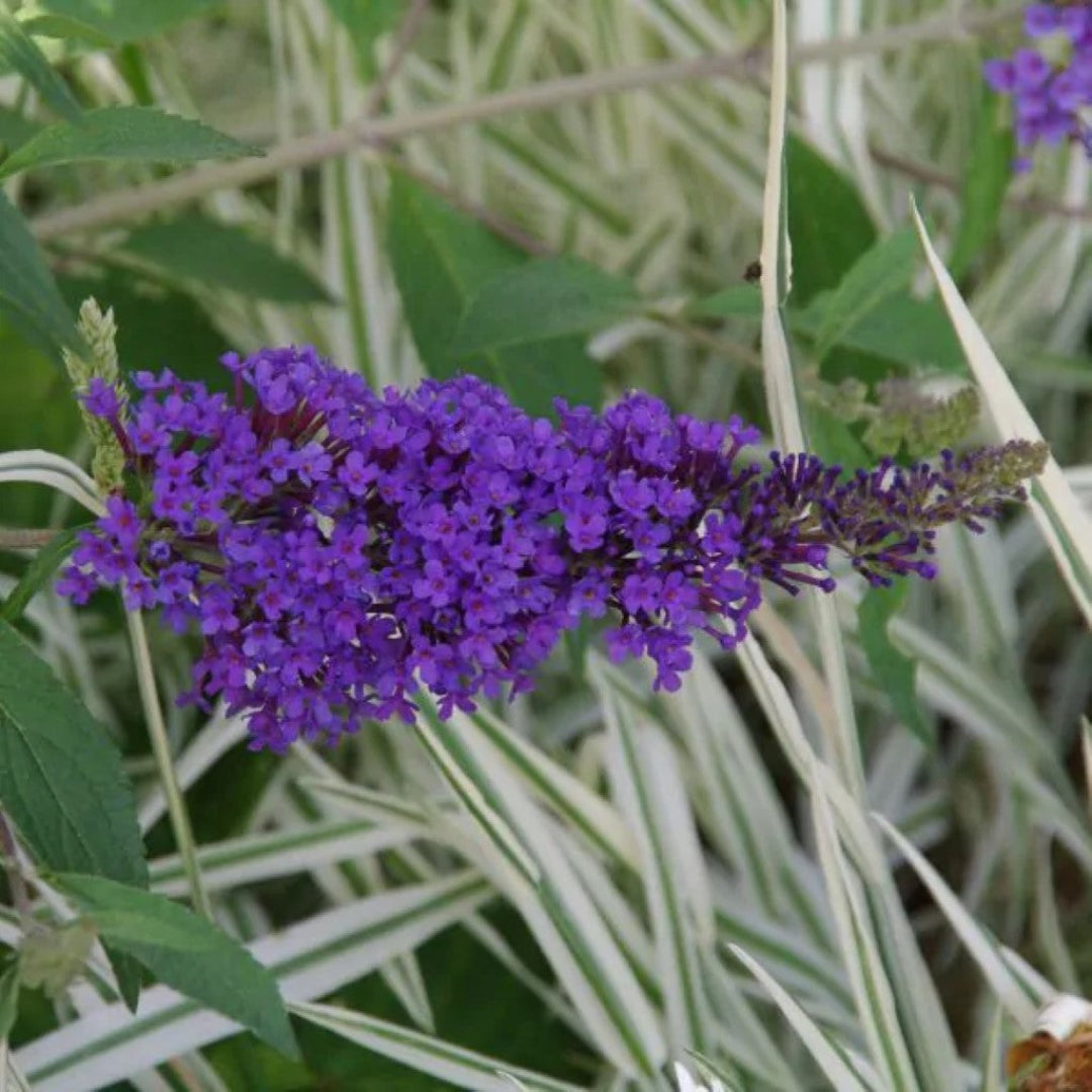 lavender butterfly plant Buzz Lavender Butterfly Bush buy online plants and trees at pixies Gardens