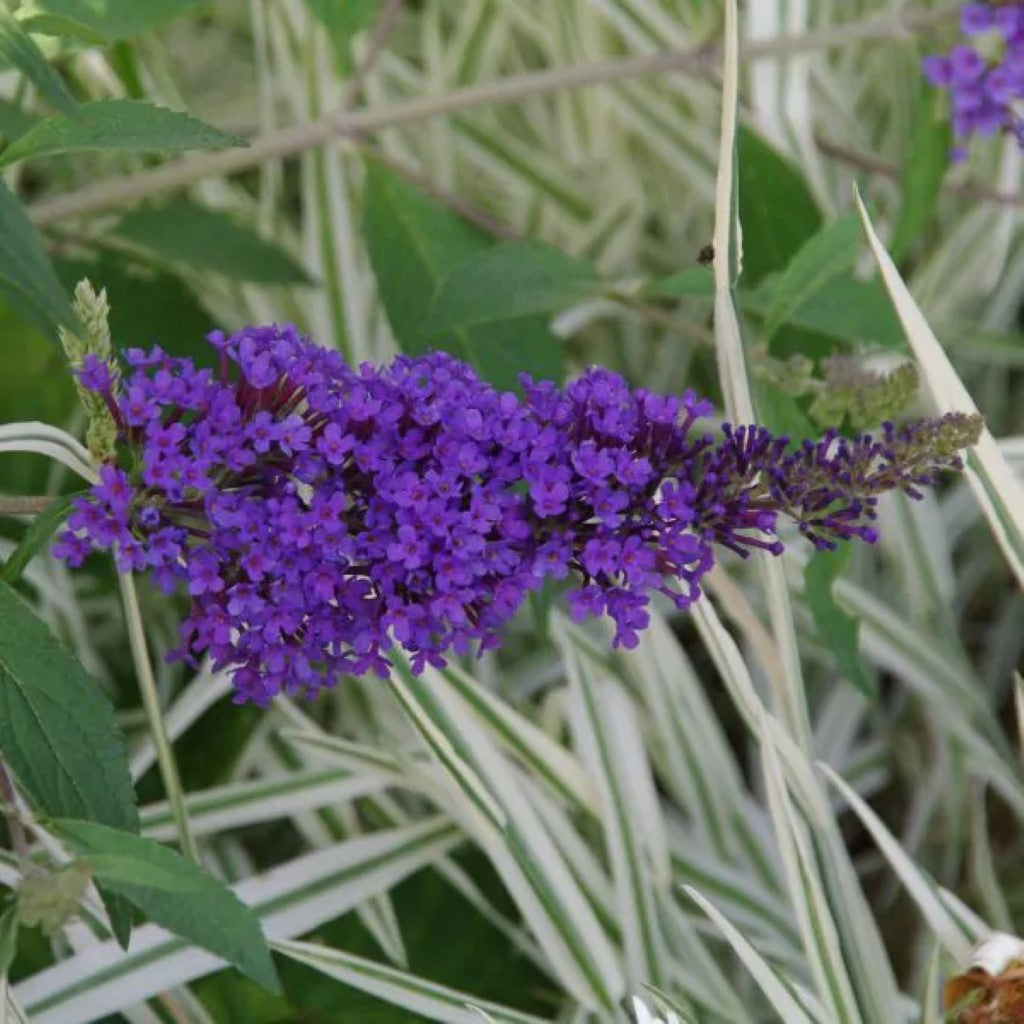 Buzz Lavender Butterfly Bush