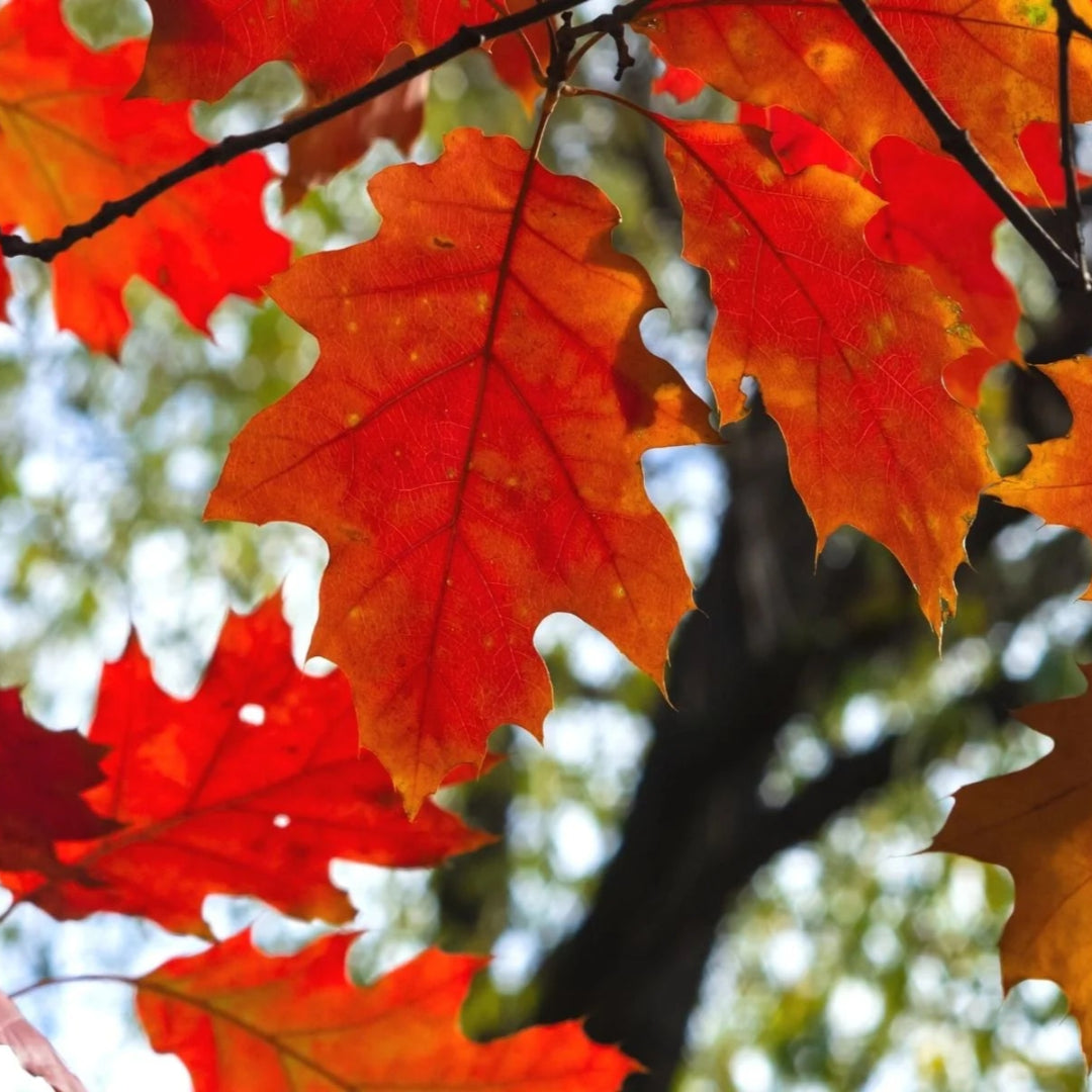 Red Oak Tree