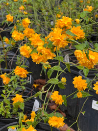 Ornamental Japanese Kerria bush with vibrant yellow flowers in bloom