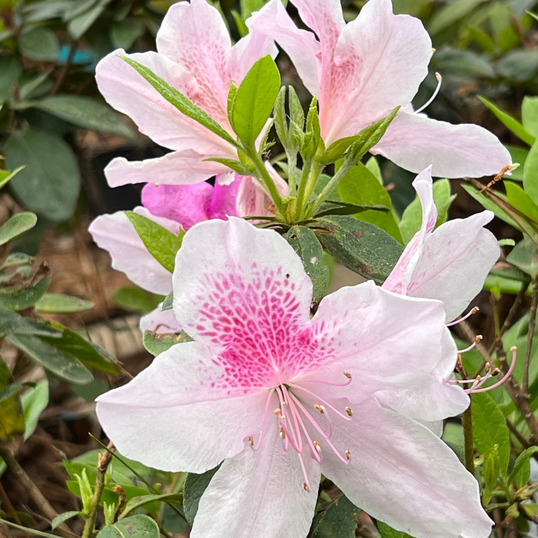 George Tabor Azalea