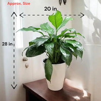 Live peace lily spathiphyllum indoor floor plant in white ceramic pot